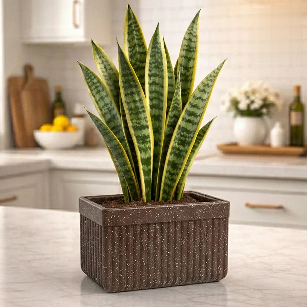 Roto Tiny 03 Self Watering Rectangular Planter Pot 11″ - Nook & Nature