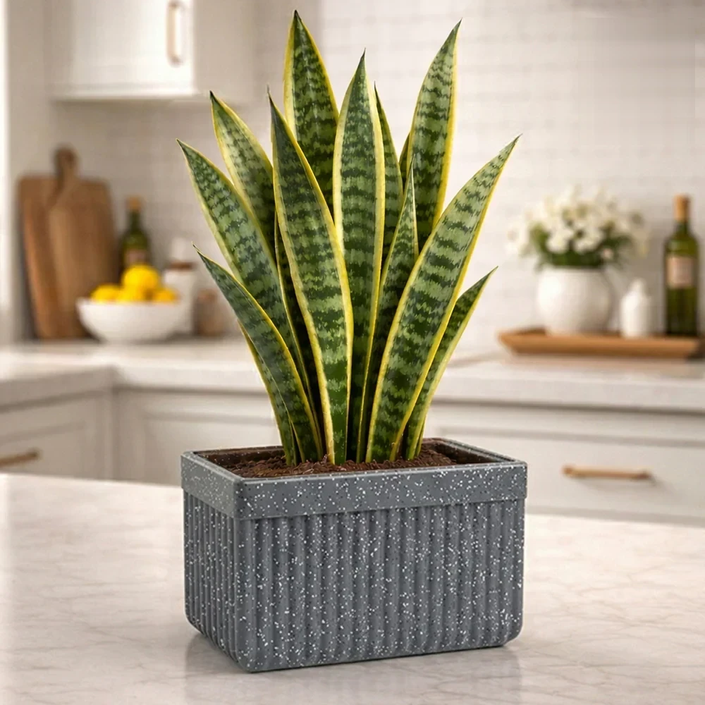 Roto Tiny 03 Self Watering Rectangular Planter Pot 11″ - Nook & Nature