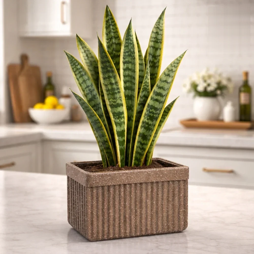 Roto Tiny 03 Self Watering Rectangular Planter Pot 11"
