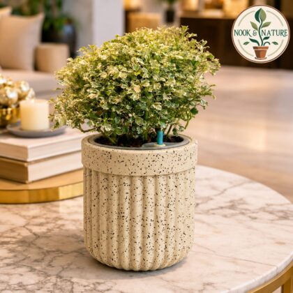 Roto Tiny 04 Round Self Watering Planter Pot 6″ - Nook & Nature