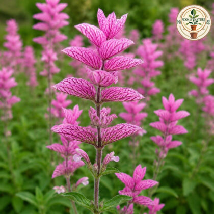 Salvia Horminum Pink Sundae Seeds - Nook & Nature