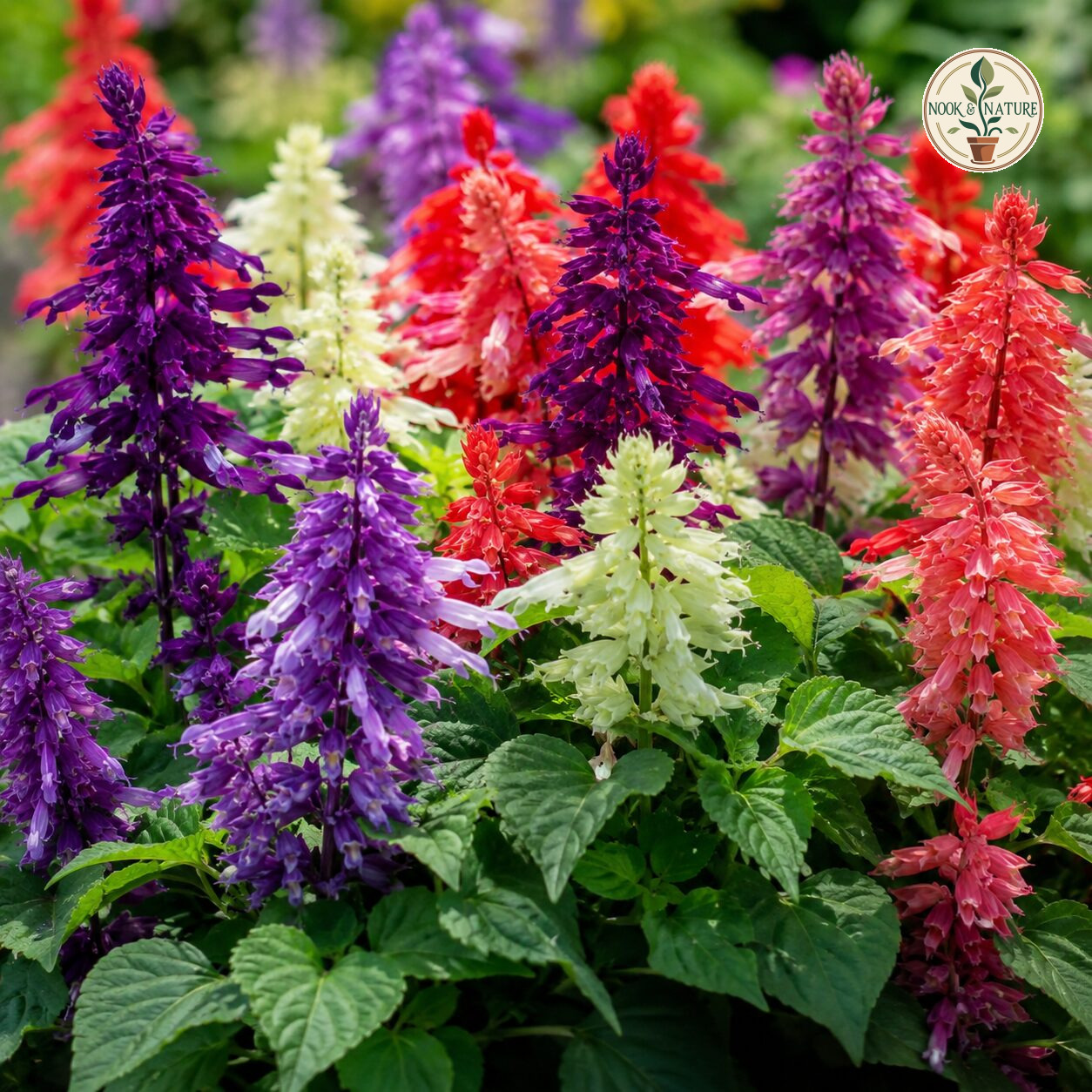 Salvia Splendens Cleopatra Mixture Seeds - Nook & Nature