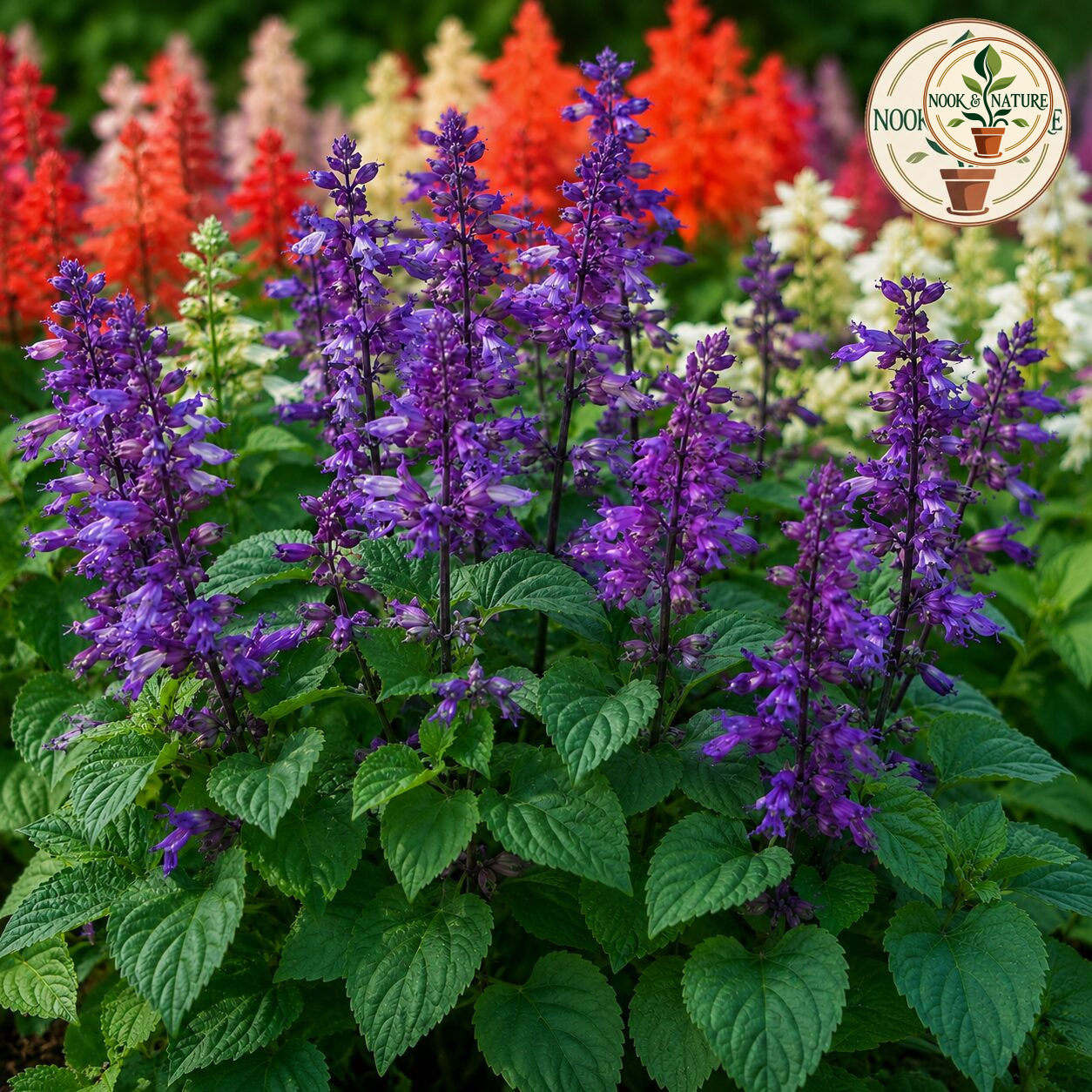 Salvia Splendens Cleopatra Mixture Seeds - Nook & Nature
