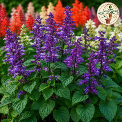 Salvia Splendens Cleopatra Mixture Seeds - Nook & Nature