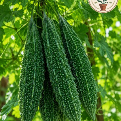 Santur Bitter Gourd - Nook & Nature