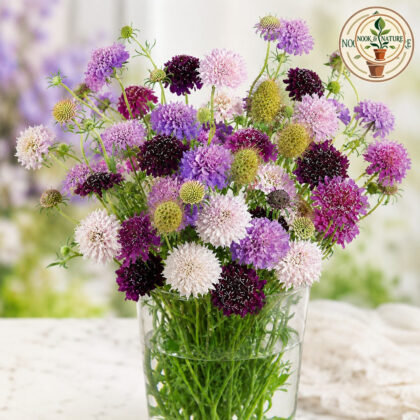 Scabiosa Pincushion Tall Double Mixed Seeds - Nook & Nature
