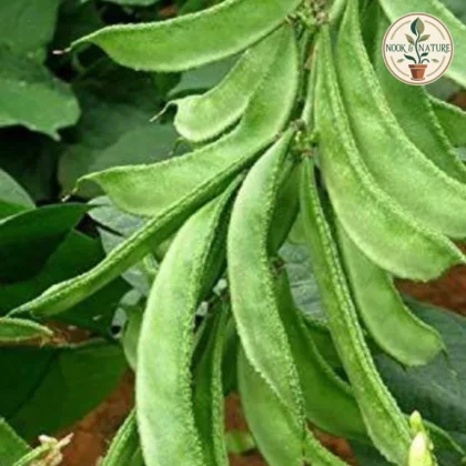 SEM PHALI SEEDS