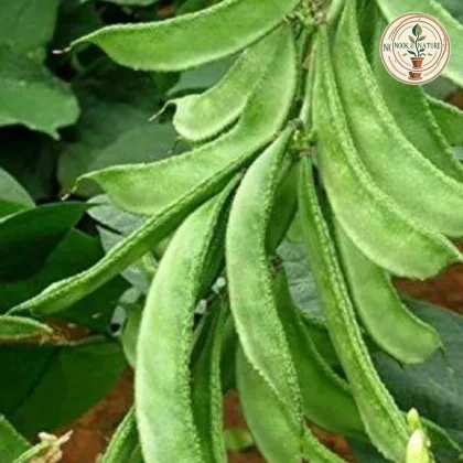 SEM PHALI SEEDS - Nook & Nature