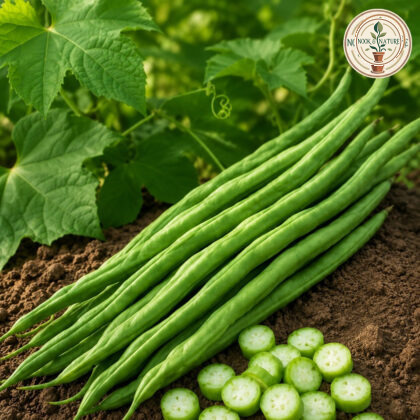 Snake Gourd Chachinda-10 Hybrid Seeds - Nook & Nature