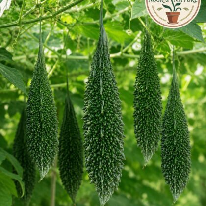 Spartan Bitter Gourd - Nook & Nature