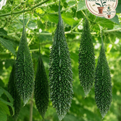 Spartan Bitter Gourd - Nook & Nature