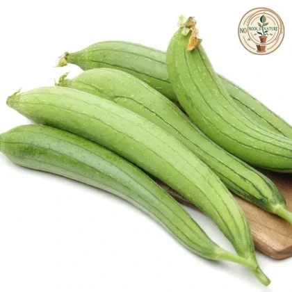 SPONG GOURD F1 HYBRID SEEDS - Nook & Nature
