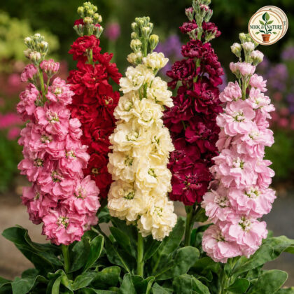 Stock – Dwarf Mixed Flower Seeds - Nook & Nature