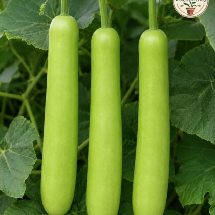 Sumant Bottle Gourd - Nook & Nature