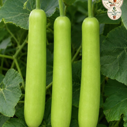 Sumant Bottle Gourd - Nook & Nature