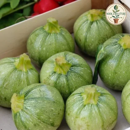 SUMMER SQUASH F1 HYBRID SEEDS