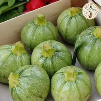 SUMMER SQUASH F1 HYBRID SEEDS - Nook & Nature