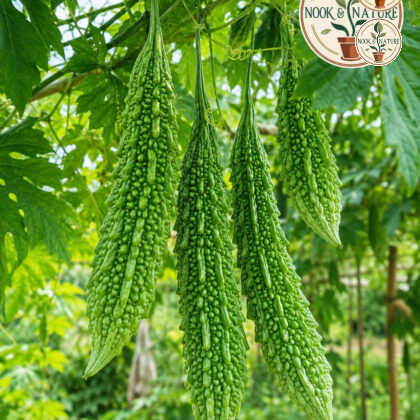 Swastik Bitter Gourd - Nook & Nature