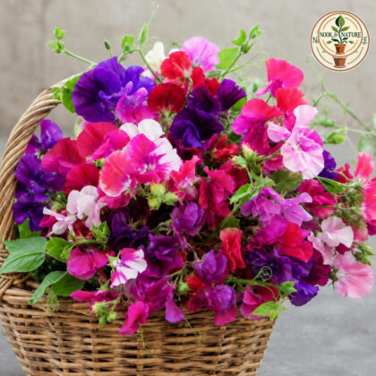 Sweet Pea - Mixed Flower Seeds