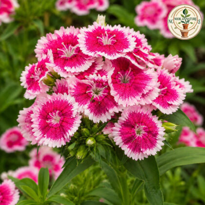 Sweet William – Mixed Flower Seeds - Nook & Nature