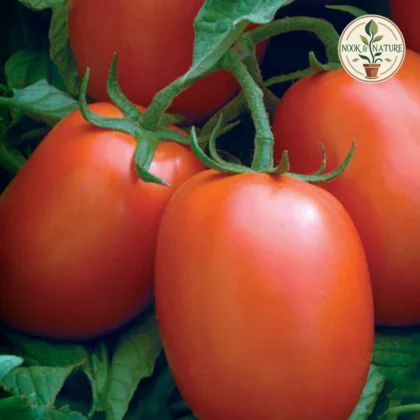 TOMATO-OVAL F1 HYBRID SEEDS