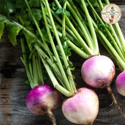 TURNIP SEEDS - Nook & Nature