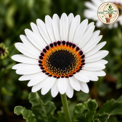Vanadium Fastuosum White Seeds - Nook & Nature