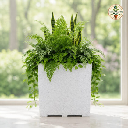 Venus Kishti Planter