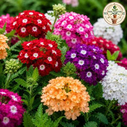 Verbena – Ideal Mixed Flower Seeds - Nook & Nature