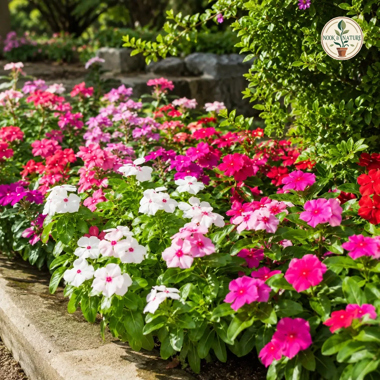 Vinca / Periwinkle Flower - Nook & Nature