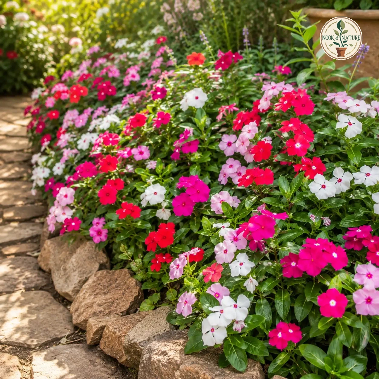 Vinca / Periwinkle Flower - Nook & Nature