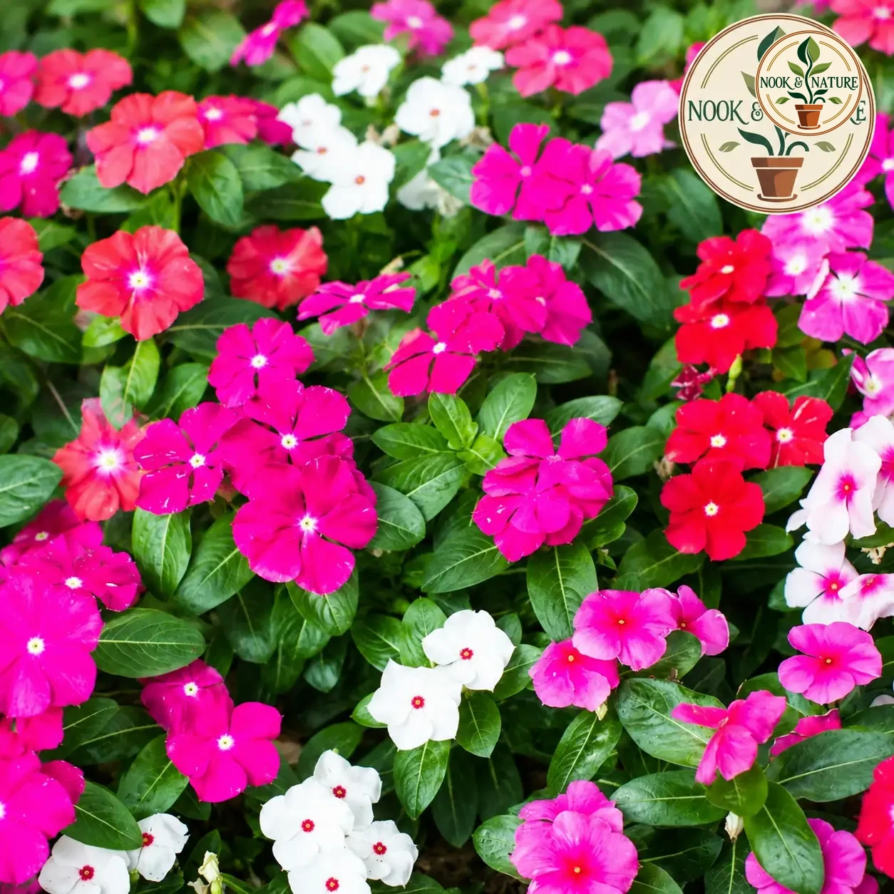 Vinca / Periwinkle Flower - Nook & Nature