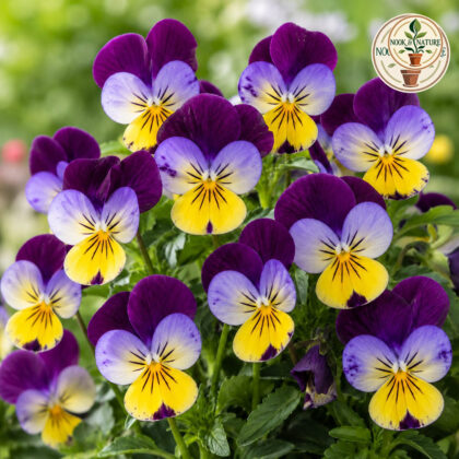 Viola - Johny Jump Up Flower Seeds