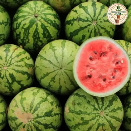 Watermelon Striped Hybrid
