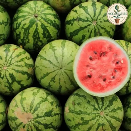 Watermelon Striped Hybrid