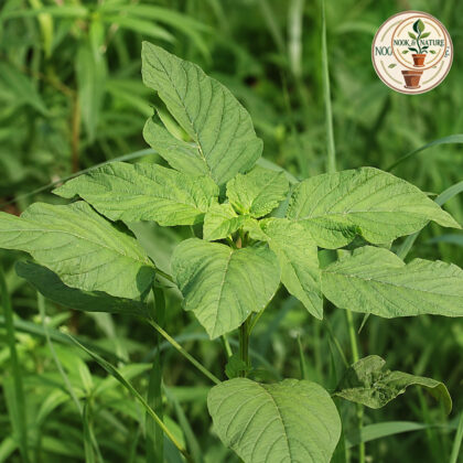AMARANTHUS - GREEN