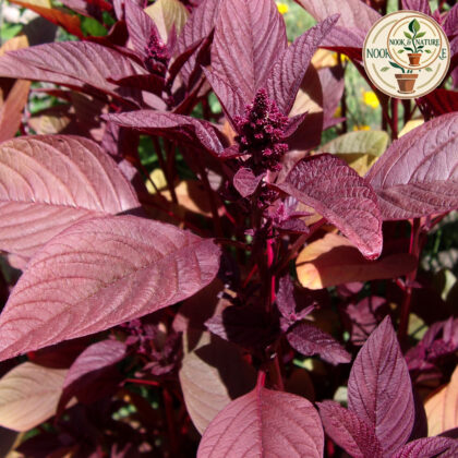 AMARANTHUS - RED