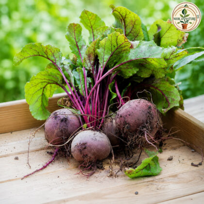 BEET ROOT