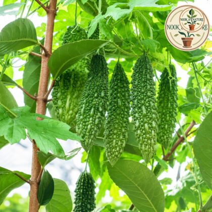 BITTER GOURD (LONG)