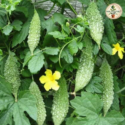 BITTER GOURD SMALL HYBRID