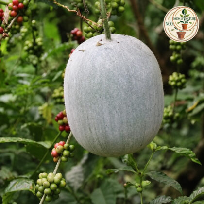 ASH GOURD HYBRID