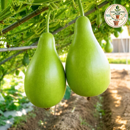 BOTTLE GOURD ( ROUND ) HYBRID SEEDS