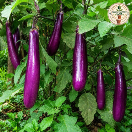 BRINJAL LONG