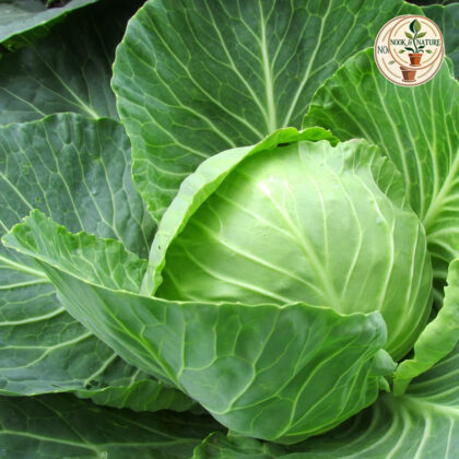 CABBAGE
