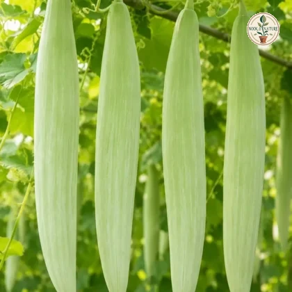White Short Snake Gourd Seeds - Nook & Nature