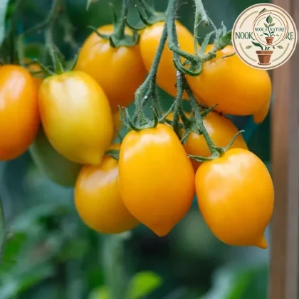Yellow Cherry Tomato - Nook & Nature