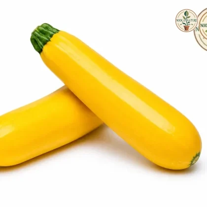 Yellow Zucchini - Nook & Nature