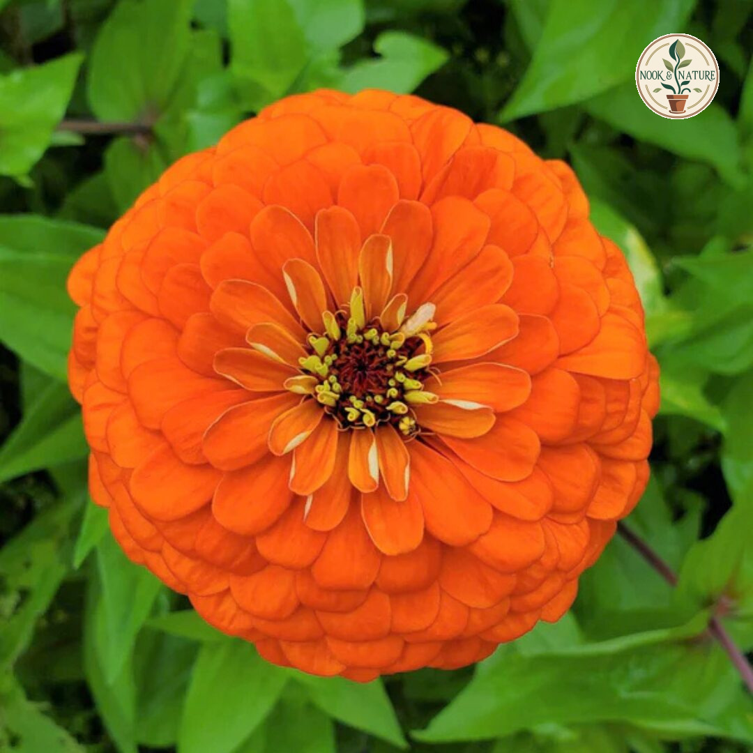 Zinnia Orange Flower - Nook & Nature