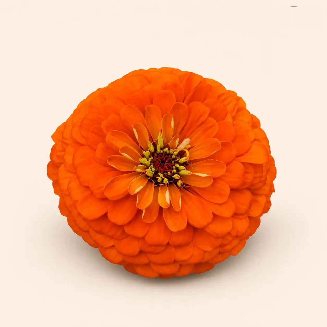 Zinnia Orange Flower - Nook & Nature