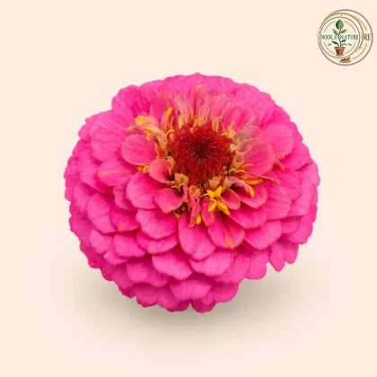 Zinnia Pink Flower - Nook & Nature